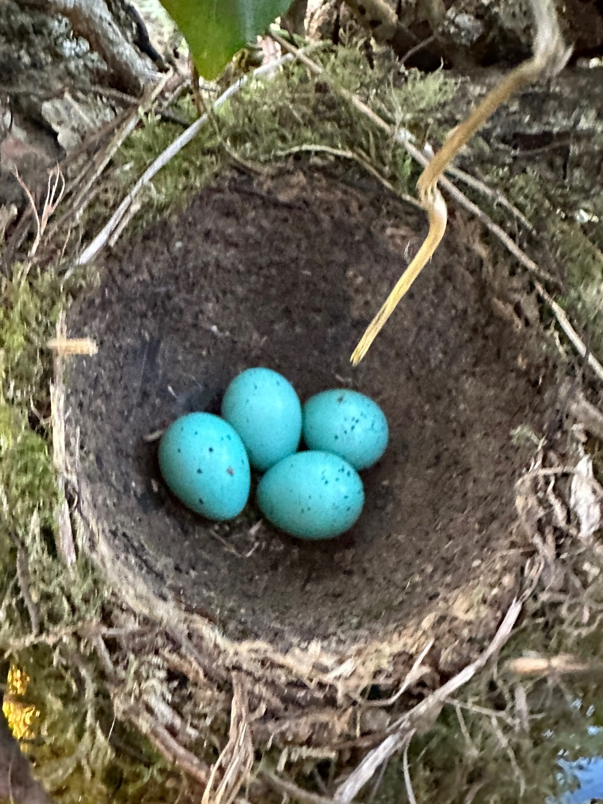 Blue eggs in bird's nest